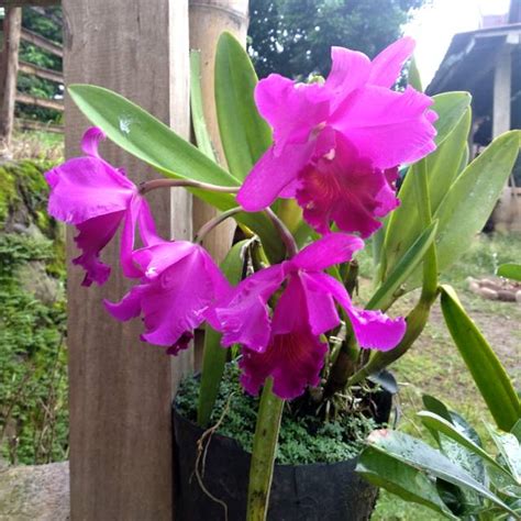 Jual Anggrek Cattleya Ungu (Bunga Besar) | Shopee Indonesia