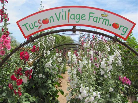 Autumn in Tucson: Tucson Village Farm Harvest Festival | Celebrate the ...