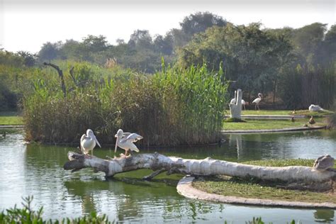 Wasit Wetland Centre in Sharjah | Attractions | Time Out Sharjah