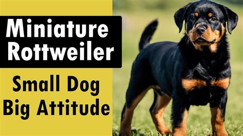 Miniature Rottweiler: Is it a Real Breed and Where Do They Come From ...