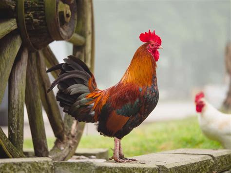 Rooster Symbolism: 18 Spiritual Meanings Of Rooster