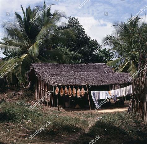 Madagascar Traditional Thatched Native House Surrounded Editorial Stock Photo - Stock Image ...