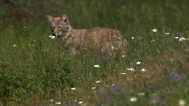 Coywolf | Animated History of the Coywolf | Nature | PBS