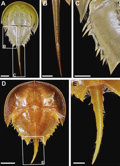 Limulus polyphemus specimens with thoracetronic and telson ...