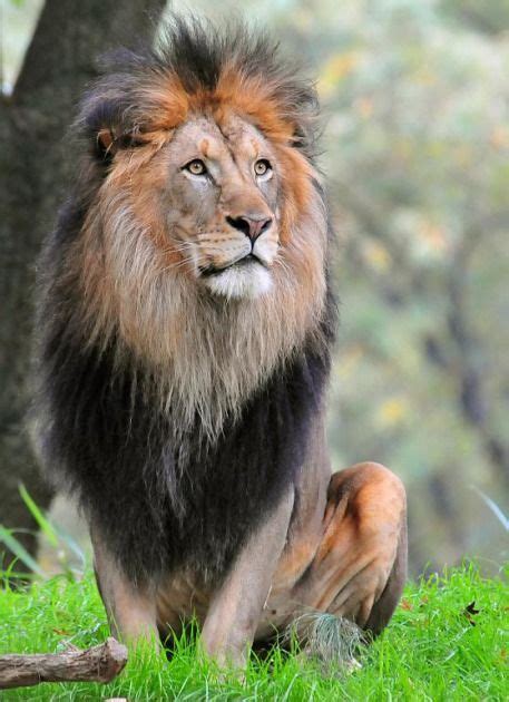 León africano. | Lion images, African animals, Majestic animals