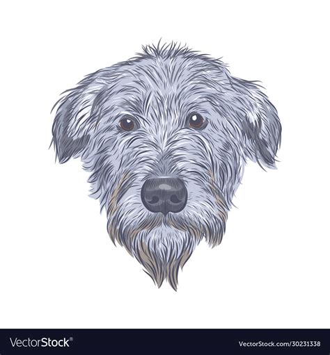 Irish wolfhound dog head isolated on white Vector Image