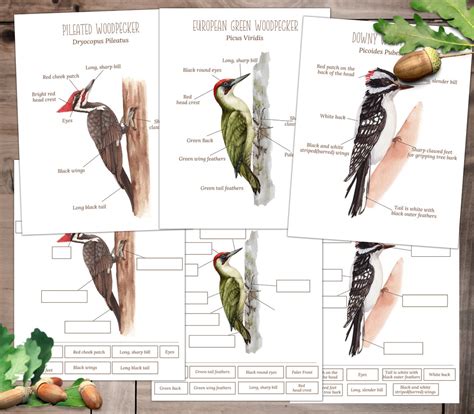 WOODPECKER Anatomy, Poster and Labeling Activity, Homeschool, Instant ...