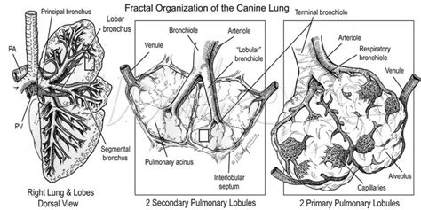 Fractal Organization of the Canine Lung – Sawchyn Medical Illustration