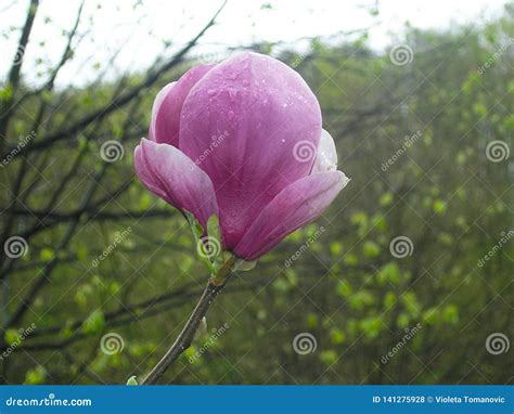 Magnolia Tree with Beautiful Purple Flower Stock Photo - Image of macro ...