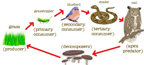 Labled Animal Diagram Food Chain