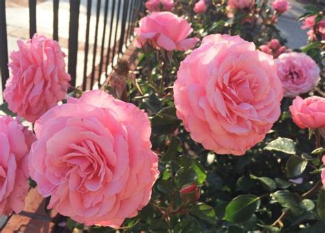 Basic Tips for Watering and Pruning Roses - DIY Inspired