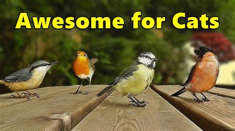 Cat TV - AWESOME Chirping Birds and Sounds for Cats to Watch and Enjoy ...