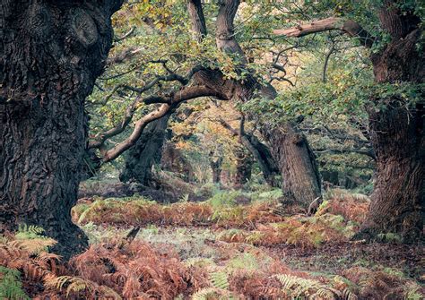 Autumn Woodland Workshop Photography Tuition - Gill Moon Photography