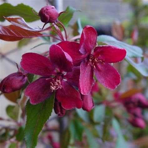 Malus Royalty | Purple Flowering Crab Apple Trees For Sale