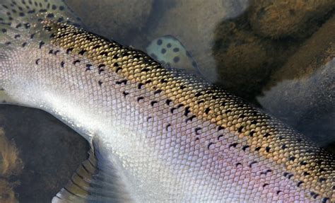 Wild steelhead diversity is key to long-term survival | Trout Unlimited