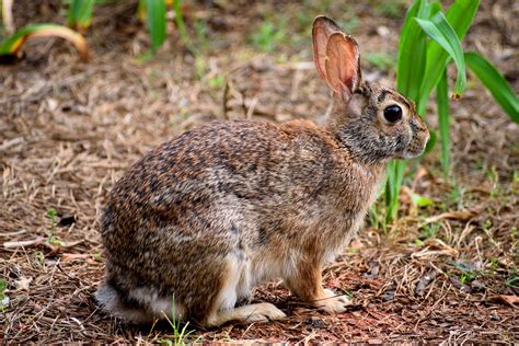 Wild Rabbit Free Stock Photo - Public Domain Pictures