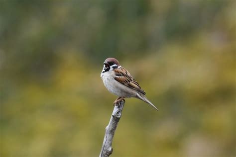 What do Sparrows Eat? - Garden Bird Feeder