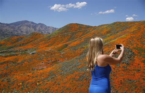 What to know about wildflower super blooms in California this year