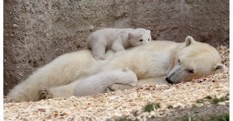 Polar Bear Cubs Sleep on Mom | 29 Photos That Will Make Your Brain ...