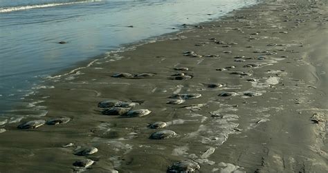 Jellyfish are mysteriously washing up by the thousands on a Texas beach - Strange Sounds