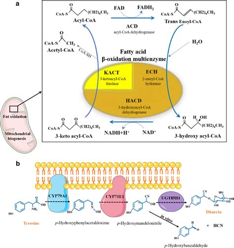 Schematic enzyme cascades systems of representative examples in nature ...