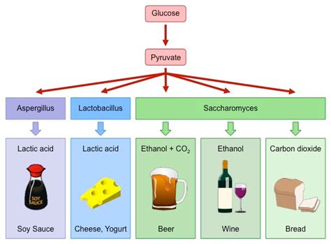 Fermentation Process For Kids