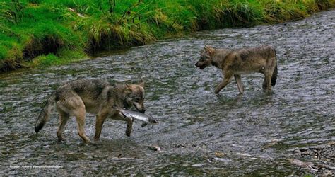 Sea Wolf! On A Secret Stretch of the Pacific Coast Lives the Elusive ...