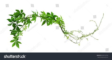 Wild Morning Glory Leaves Jungle Vines Stock Photo 690152794 | Shutterstock