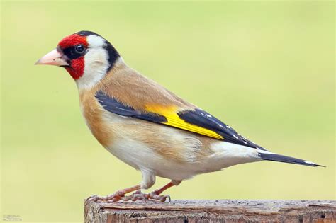 Goldfinch Photos, Goldfinch Images, Nature Wildlife Pictures | NaturePhoto