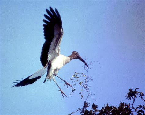 Wood Stork Nest Building Photograph by Jerry Griffin - Fine Art America