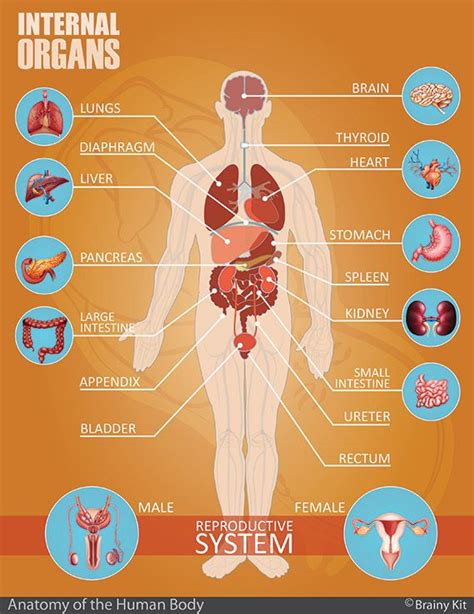internal organs systems for kids diagrams | Human anatomy and physiology, Organs, Female ...