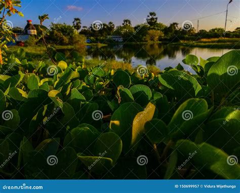 Little plants on lakeside stock image. Image of nature - 150699957