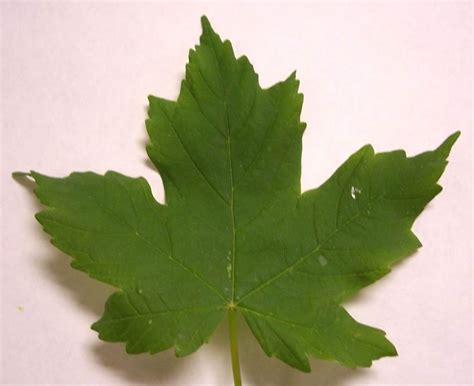 Forestry 101: Tree Identification Using Leaves