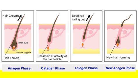 Hair Growth Cycle Explanation [Easy-to-Understand] in 2020 | Hair growth cycle, Hair growth ...