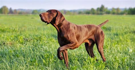 German Shorthaired Pointer - A-Z Animals