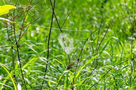 Spider webs on the tree. stock image. Image of natural - 121011801