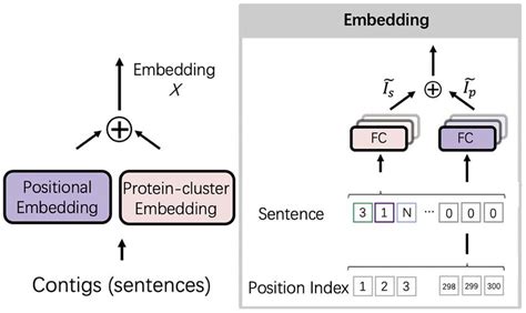 The embedding layer in PhaMer. There are two embedding layers in the ...