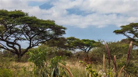 Kilimanjaro National Park, - Book Tickets & Tours | GetYourGuide.com