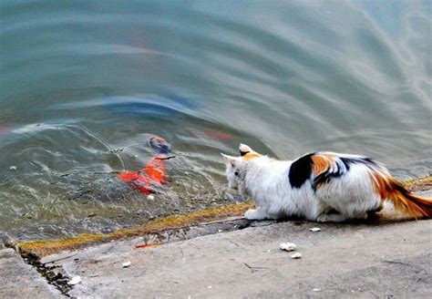 Cat Catches A Huge Goldfish For Dinner (10 pics)