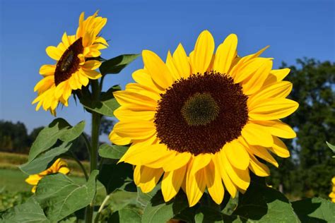 Kostenlose Bild: Sonnenblume, blauer Himmel, Tageslicht, Blume, Feld, Landwirtschaft, Pflanzen ...