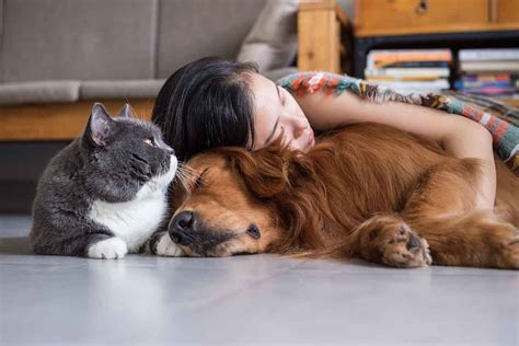 Caring For Pets While Caring For Yourself | Fear Free Happy Homes