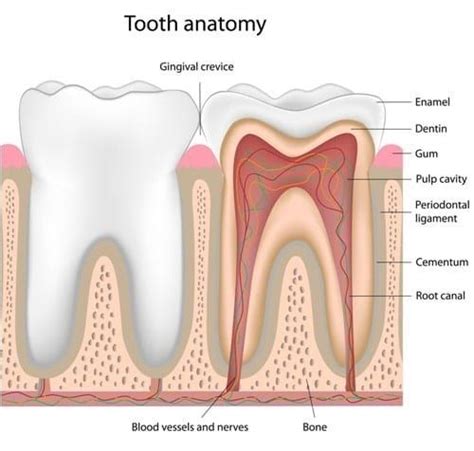 The Anatomy of Your Teeth - Torrance Dental AssociatesTorrance Dentist ...