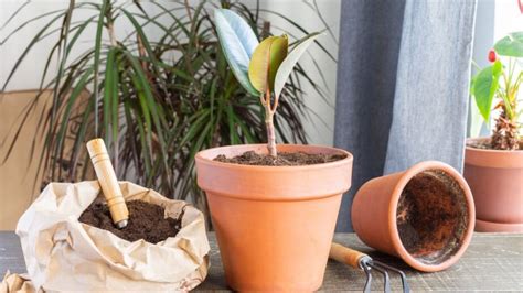 Fertilizing Houseplants – How, When & What to Use - Gardening Sun