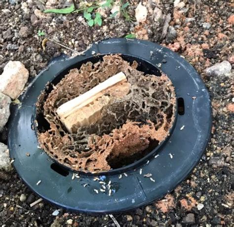 Advanced Termite Bait Station - Outdoor – Termites DIY Baiting System