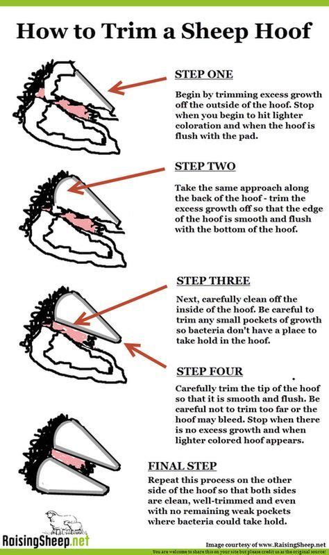 A Step-by-Step Guide to Trimming Sheep Hooves | Goat farming, Raising farm animals, Goat hoof ...