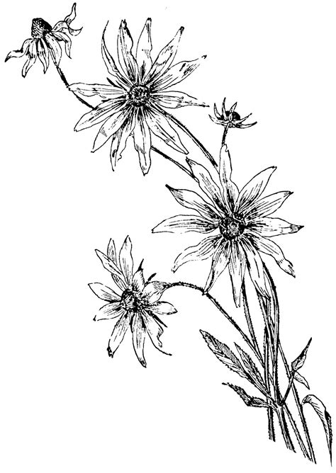 Black And White Daisy Drawing at GetDrawings | Free download