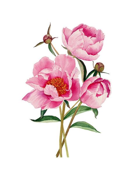 Original watercolor peony painting. Floral wall art. Botanical | Etsy