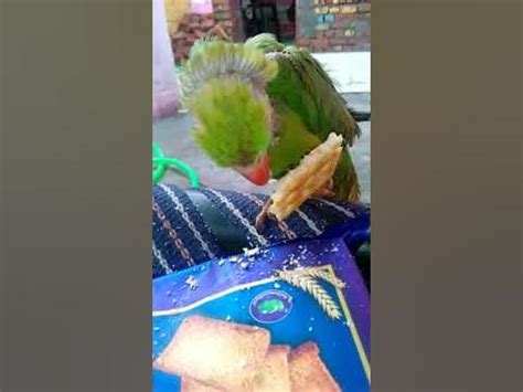 Parrot Crying🐥🐥🐥🐤🐤🐥🐦🐦🐤 - YouTube