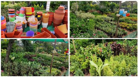 Nursery Plants - Rare Nursery Plants Tour In Hyderabad.BHEL.Wholesale ...