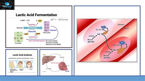 Lactic Acid Fermentation - YouTube